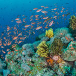 Hat das Bild zeigt eine Unterwasseraufnahme mit tropischen Fischen und farbenfroh bewachsenden Riffen .