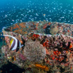 Auf dem Bild erkennbar zahlreiche tropische Fische die ein Unterwasser liegendes Schiffsfrack bevölkern.