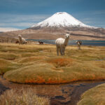 See im chilenischen Altiplano mit Lamas.