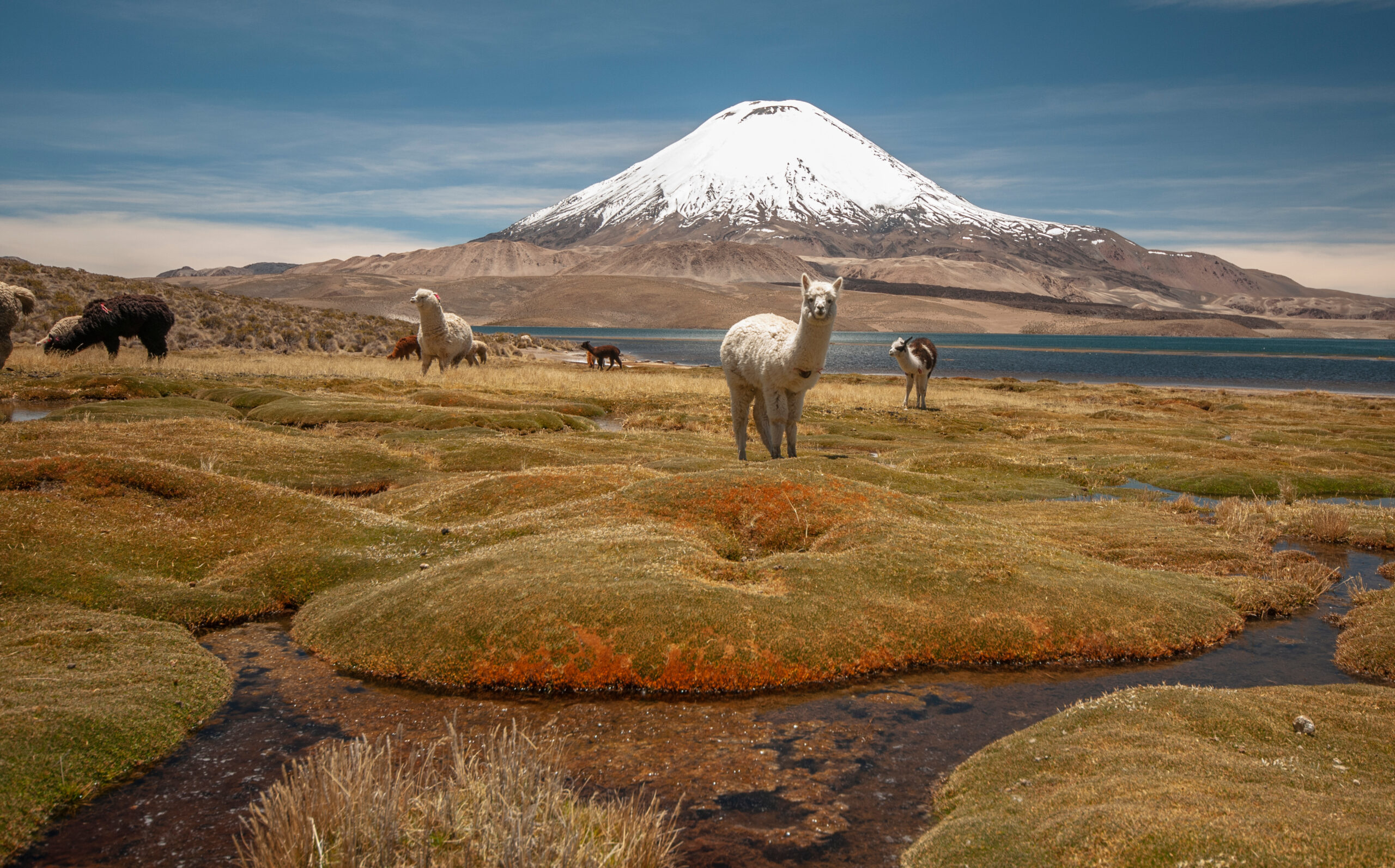 See im chilenischen Altiplano mit Lamas.