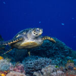 Auf dieser Unterwasseraufnahme ist eine Wasserschildkröte über einem Riff im Sinne einer Nahaufnahme zu erkennen.