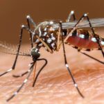 Erkennbar ist eine Tigermücke Während der Blutmahlzeit. Vektor übertragene Erkrankungen spielen eine zunehmende Rolle in der Reisemedizin. Moskitos dieser Gattung übertragen zum Beispiel Denguefieber.